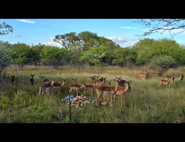 8.50HA SMALLHOLDING FOR SALE IN BELA BELA RURAL
